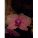 Орхидея Розового цвета